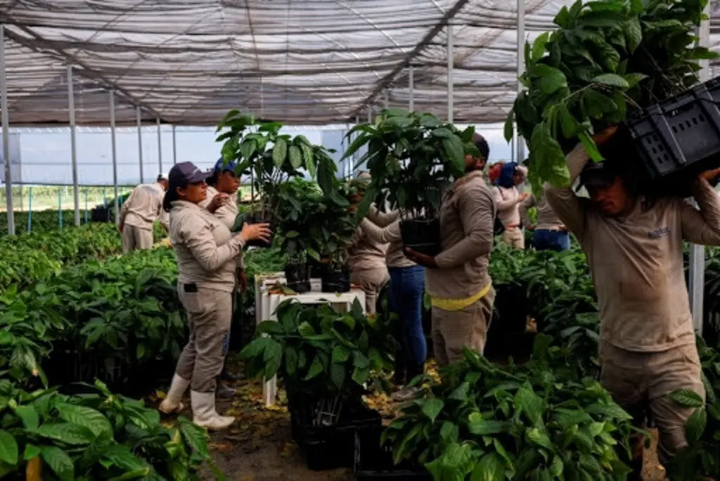 cocoas-breaking-point-1